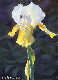 Iris, by Bruce Gomez